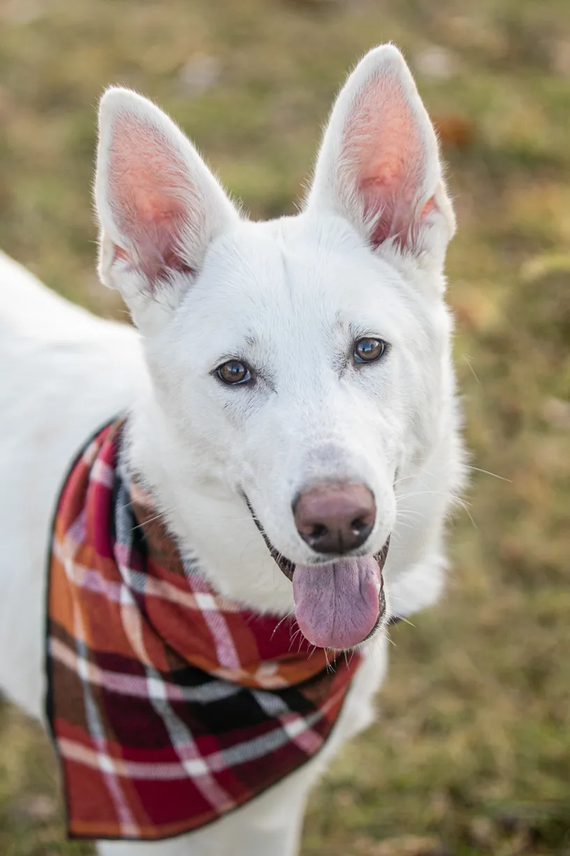 Pet Product photography, photo 16 of 65