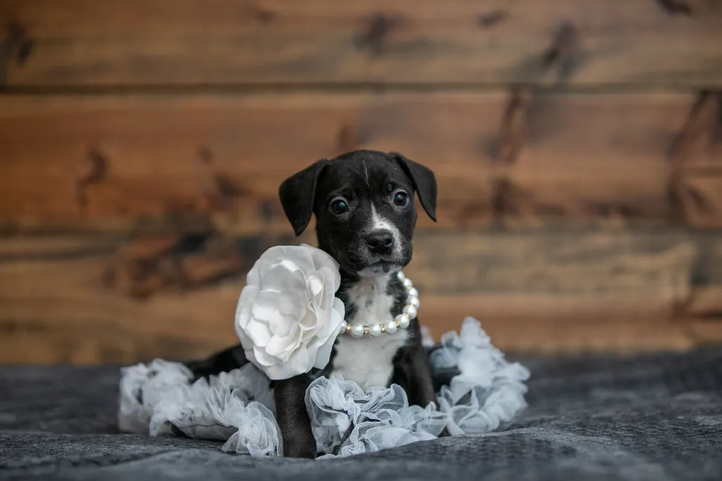 Pet Product photography, photo 21 of 65