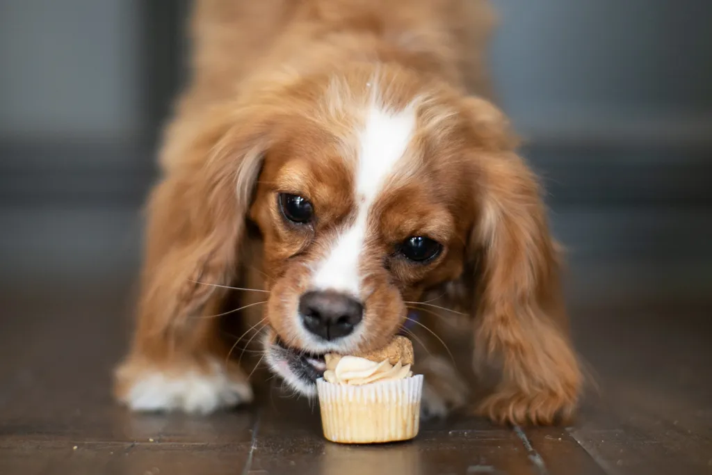 Pet Product photography, photo 50 of 65