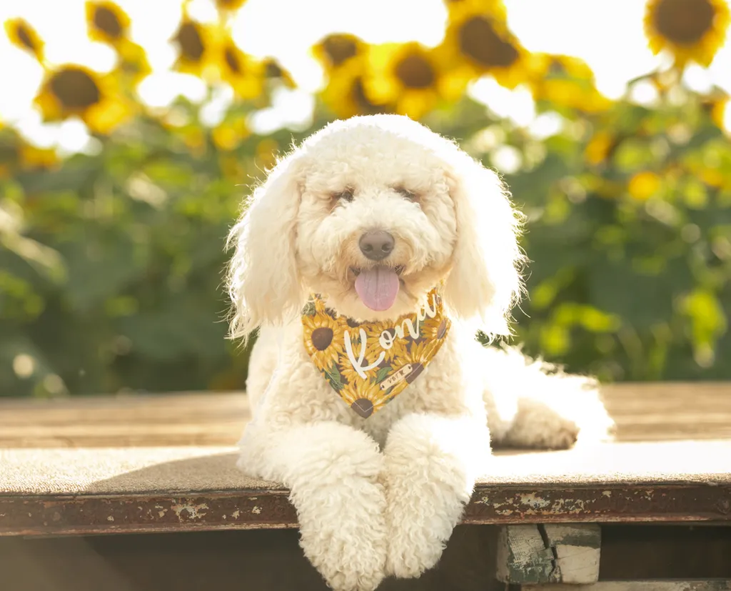 Pet Product photography, photo 29 of 65