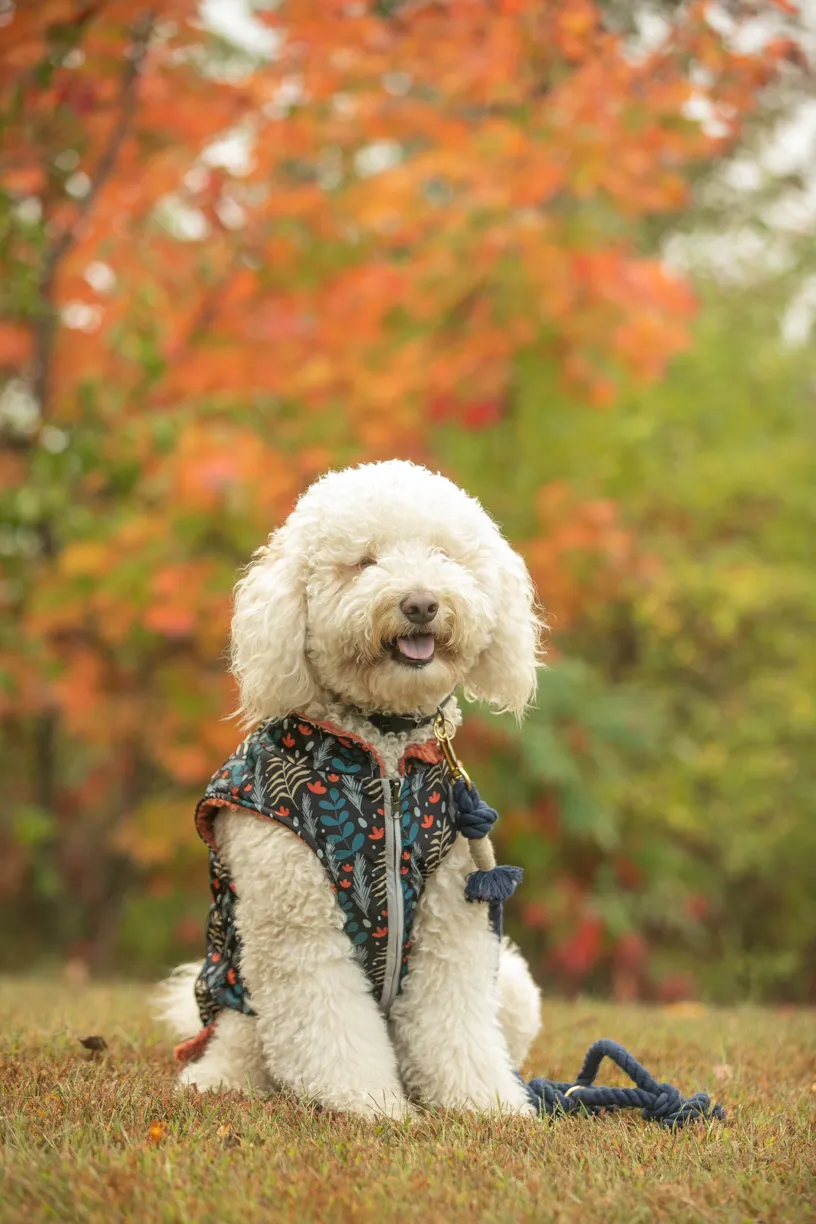Pet Product photography, photo 17 of 65