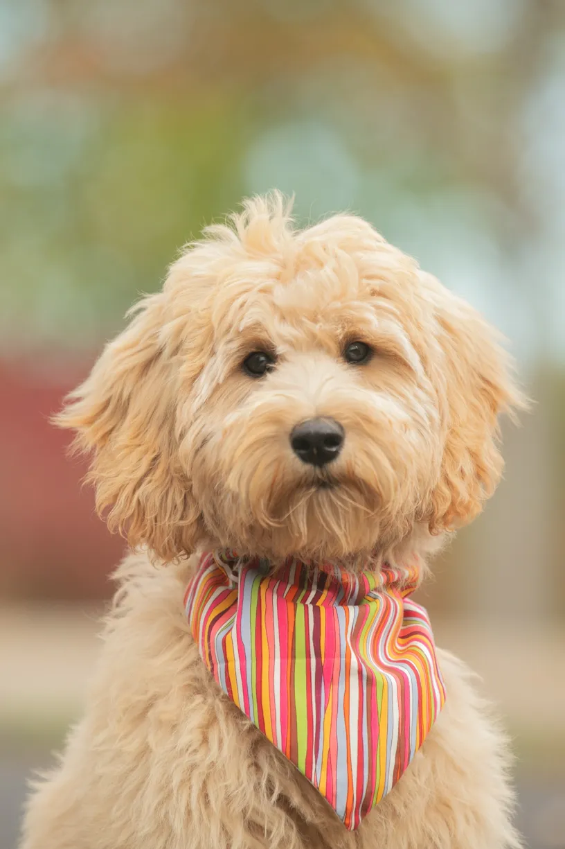 Pet Product photography, photo 18 of 65