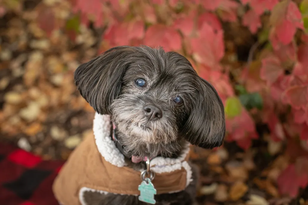 Pet Product photography, photo 32 of 65