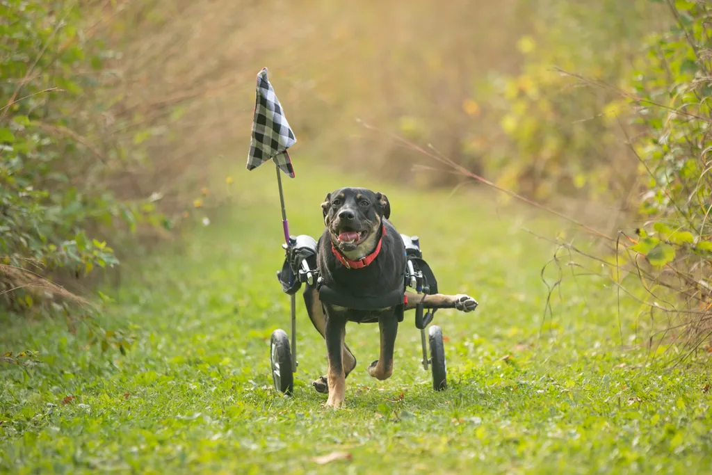 Pet Product photography, photo 63 of 65