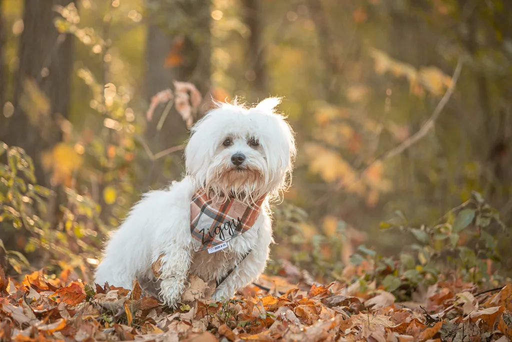 Pet Product photography, photo 33 of 65