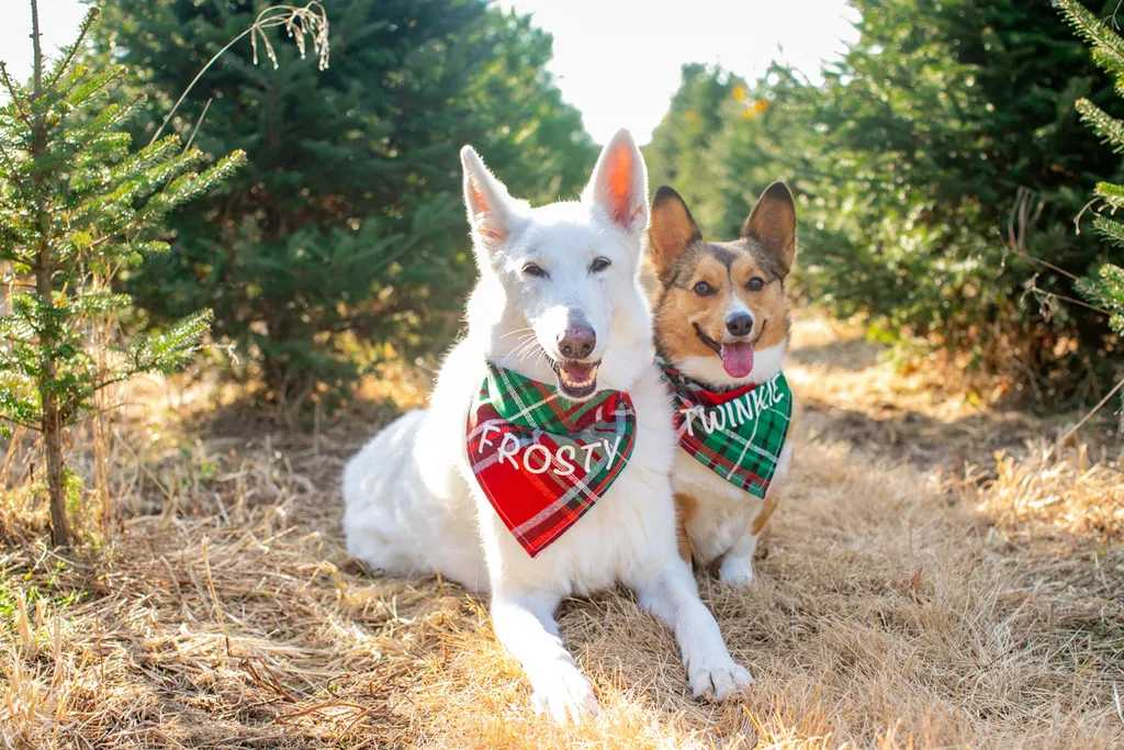 Pet Product photography, photo 24 of 65