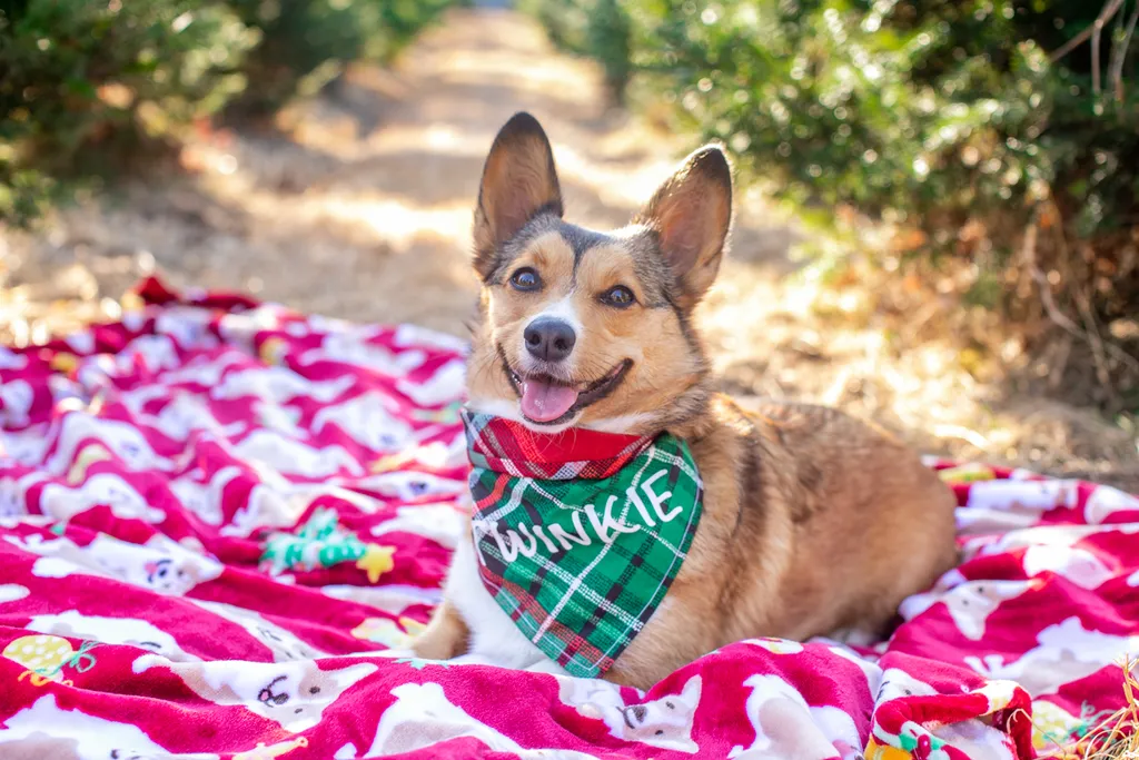 Pet Product photography, photo 25 of 65