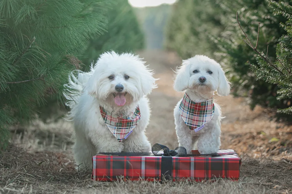 Pet Product photography, photo 26 of 65