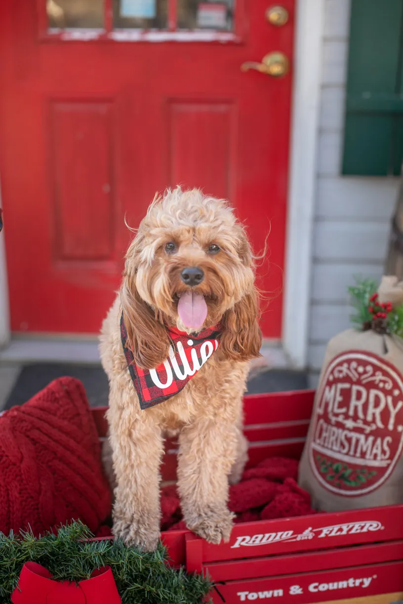 Pet Product photography, photo 27 of 65