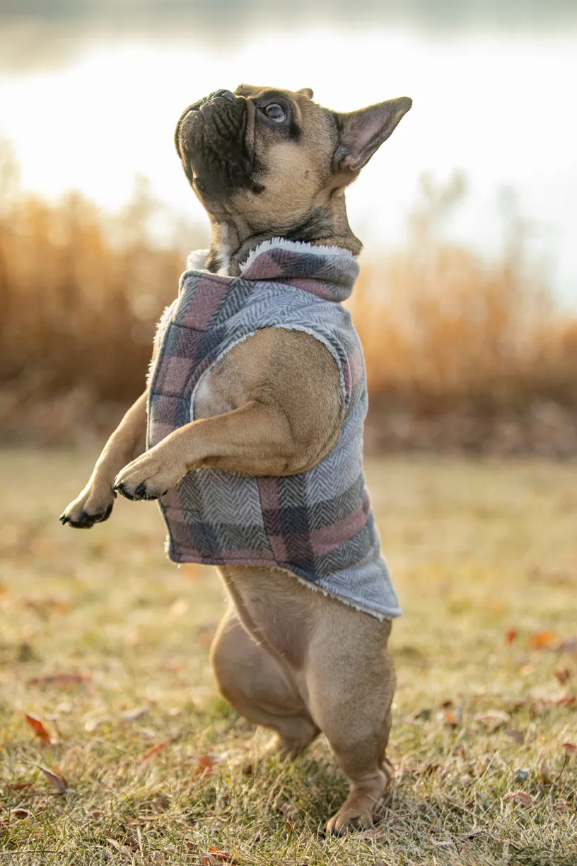 Pet Product photography, photo 28 of 65