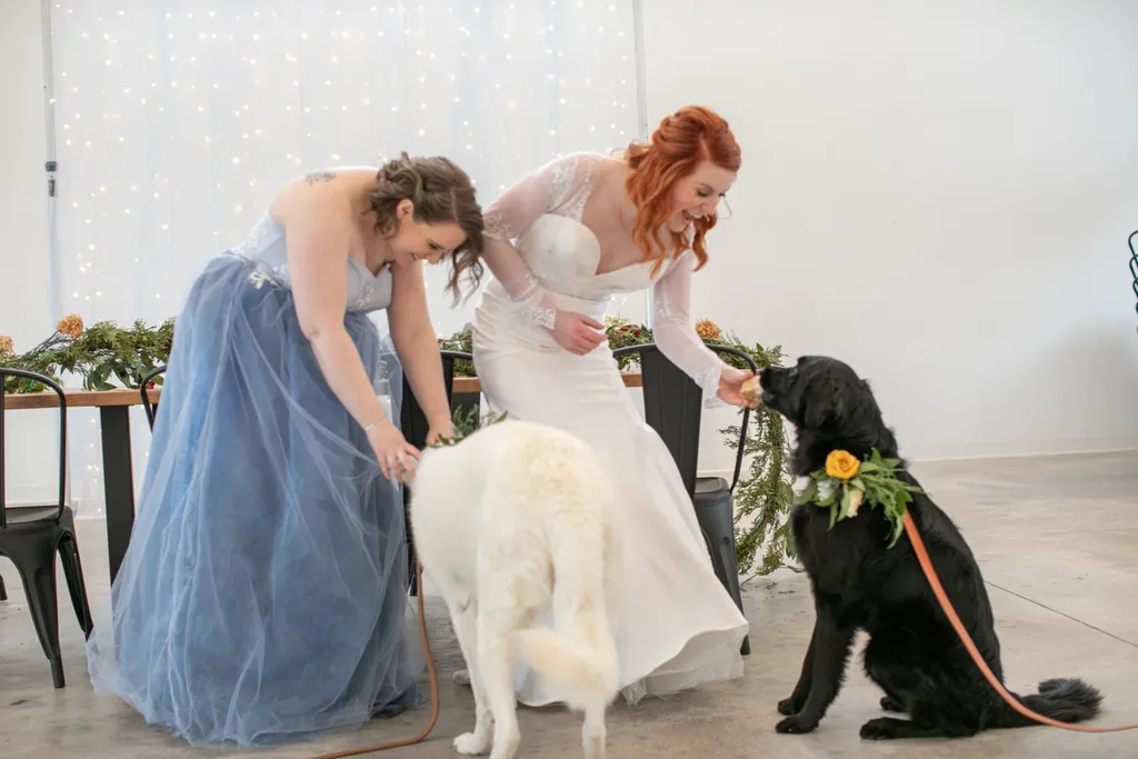 Pet Product photography, photo 51 of 65