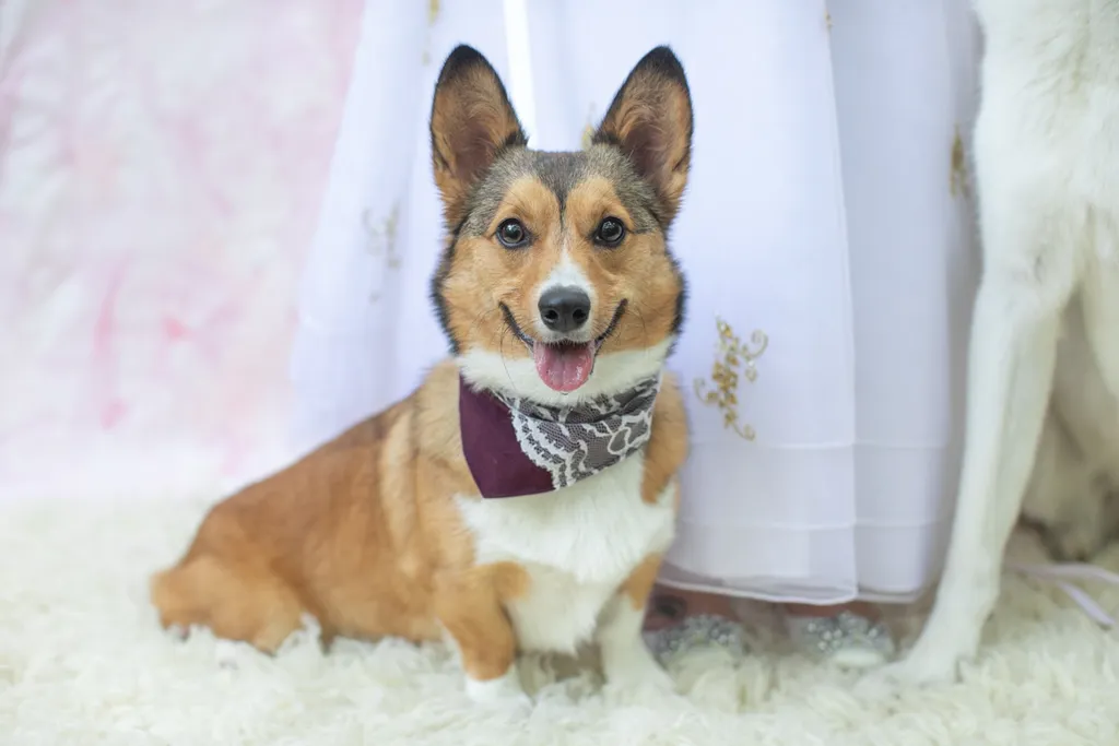 Pet Product photography, photo 35 of 65