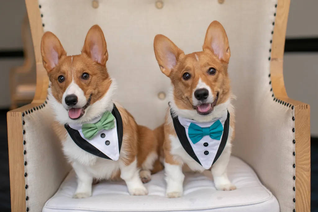 Pet Product photography, photo 1 of 65