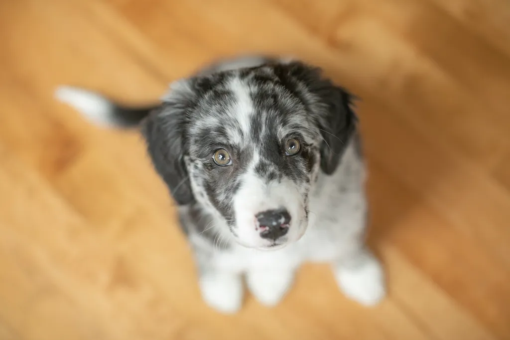 A puppies first year: Chloe, photo 6 of 28