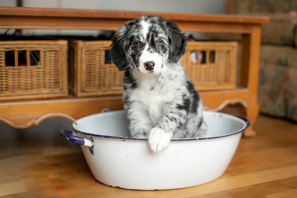 A puppies first year: Chloe, photo 7 of 28