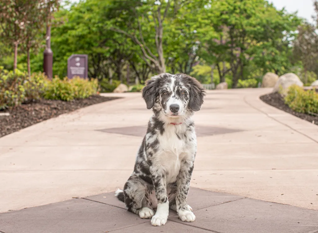 A puppies first year: Chloe, photo 8 of 28