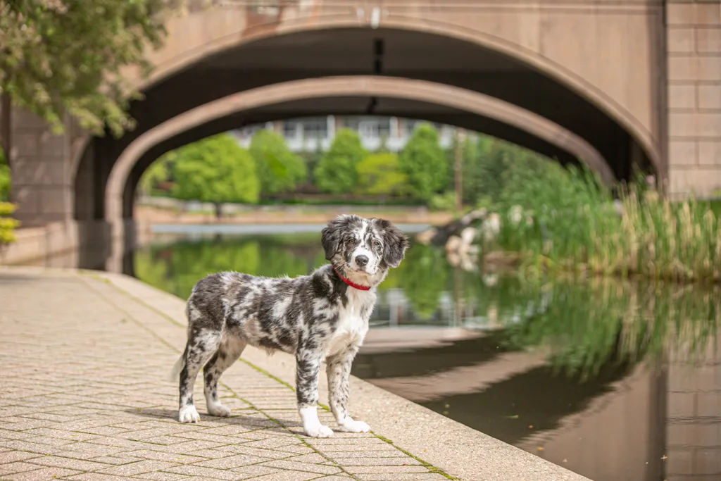 A puppies first year: Chloe, photo 9 of 28