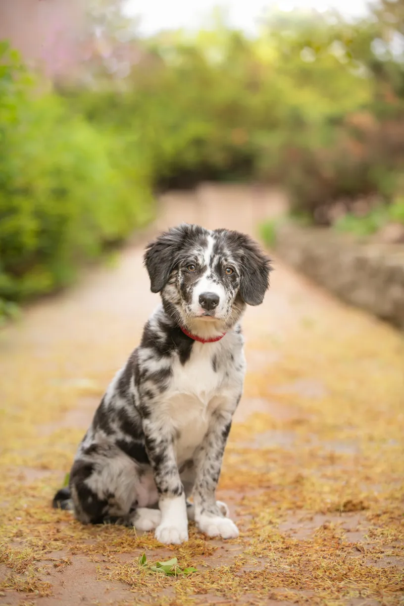 A puppies first year: Chloe, photo 11 of 28