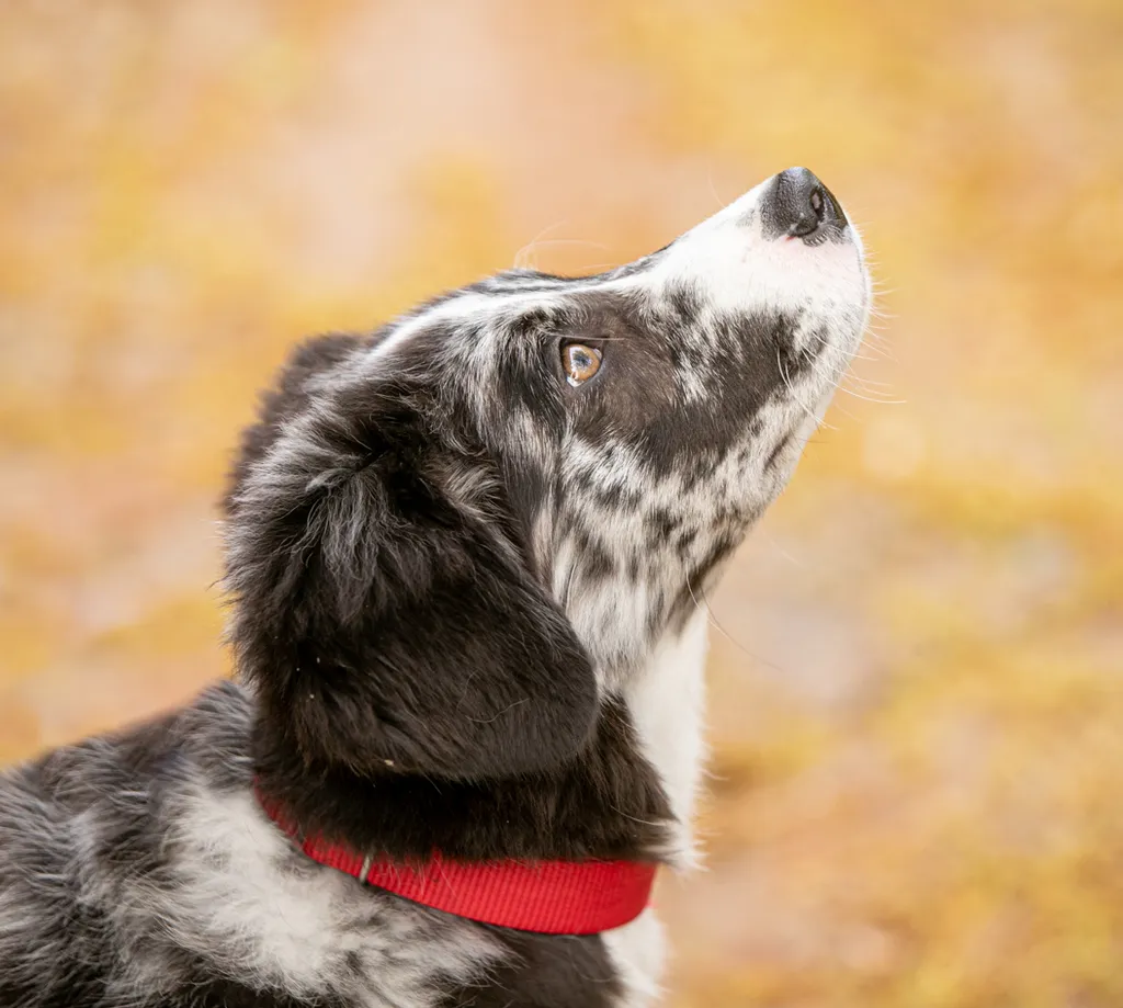 A puppies first year: Chloe, photo 12 of 28
