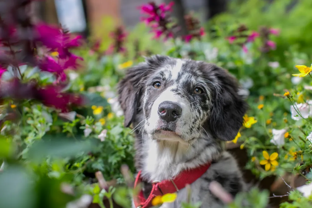 A puppies first year: Chloe, photo 10 of 28