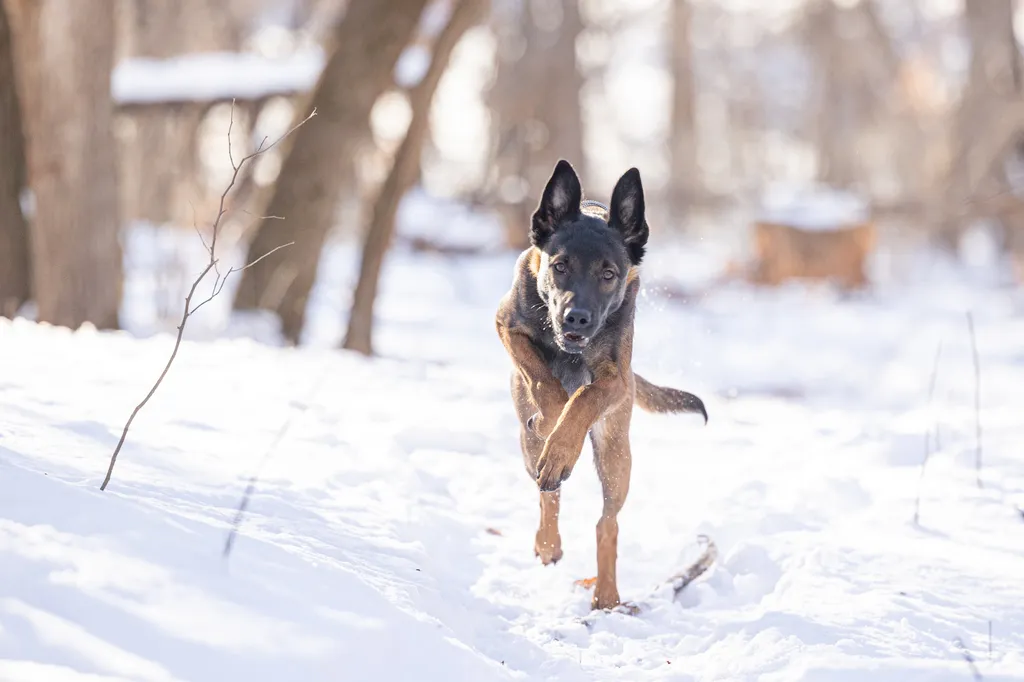 belgian malnois running in the snow