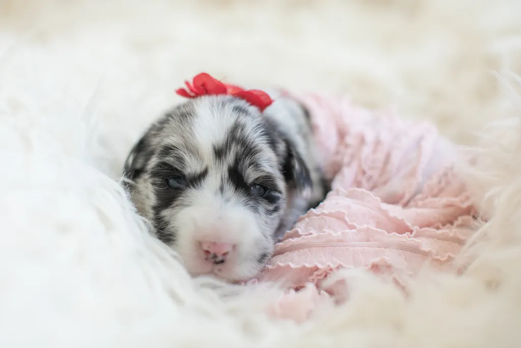 A puppies first year: Chloe, photo 1 of 28