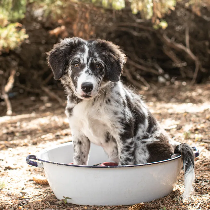 A puppies first year: Chloe, photo 13 of 28