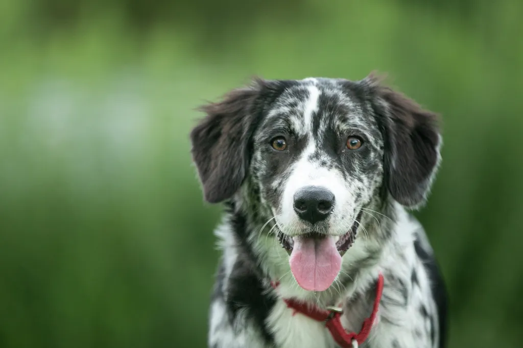 smiling merle aussie headshot