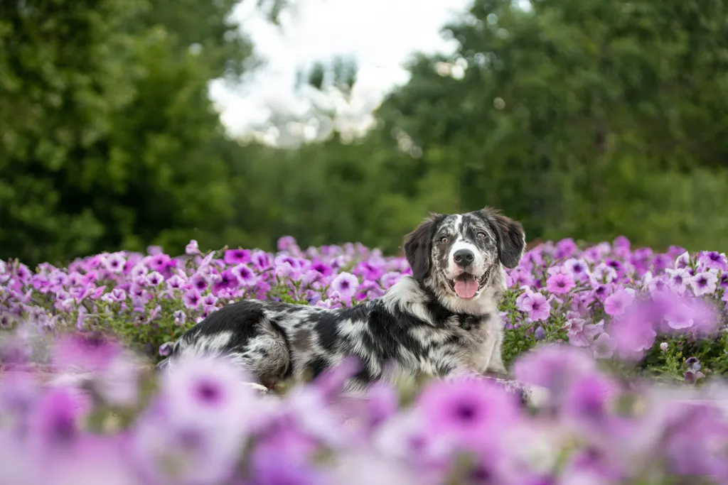 dog photos in purple flowers