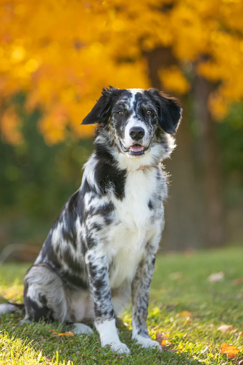 dog sitting with yellow tree in background