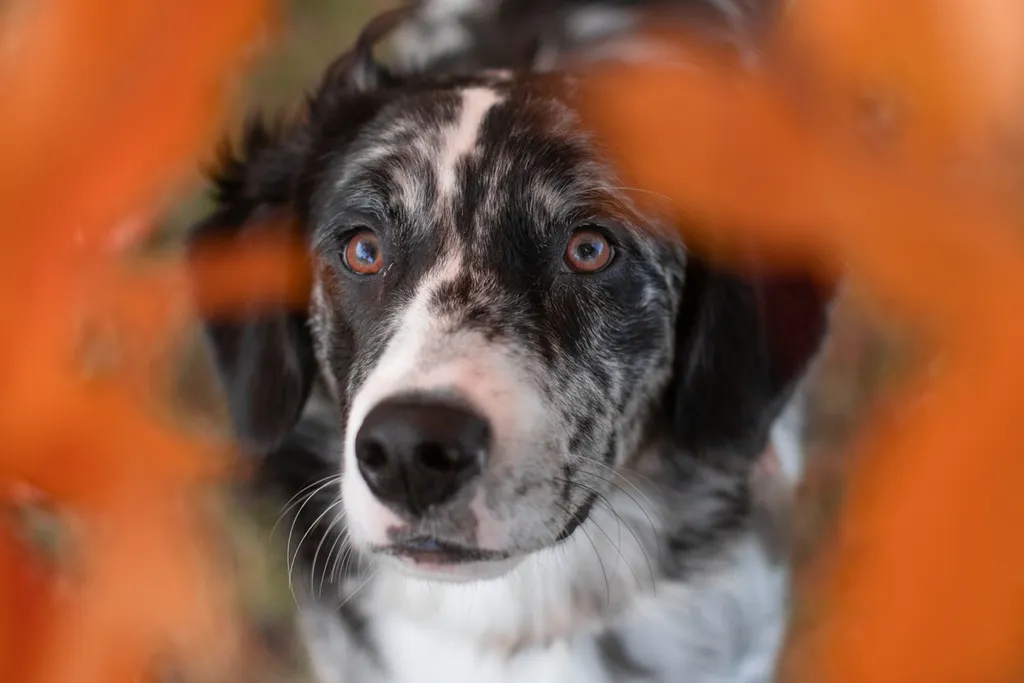 dog being seen between fall leaves