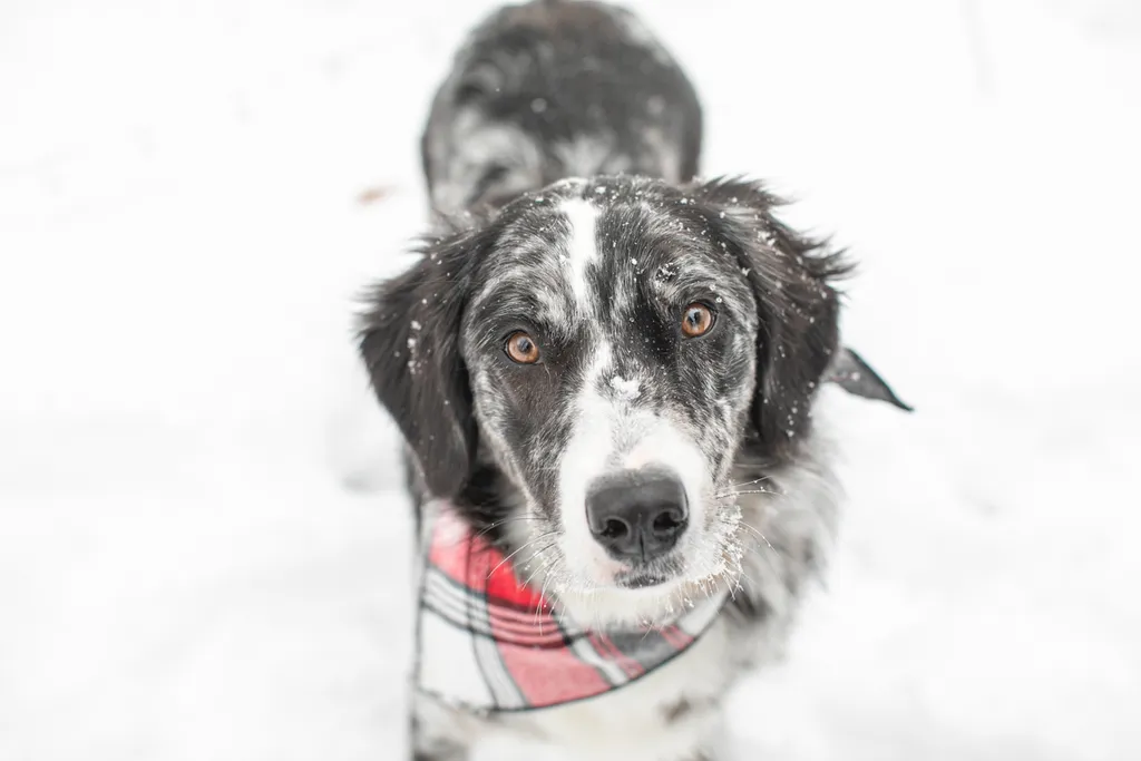 dog in the snow wearing bandana