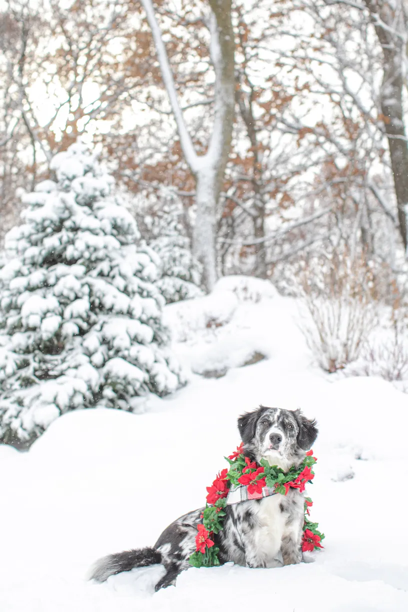 dog in winter wonderland wearing poinsettia garland
