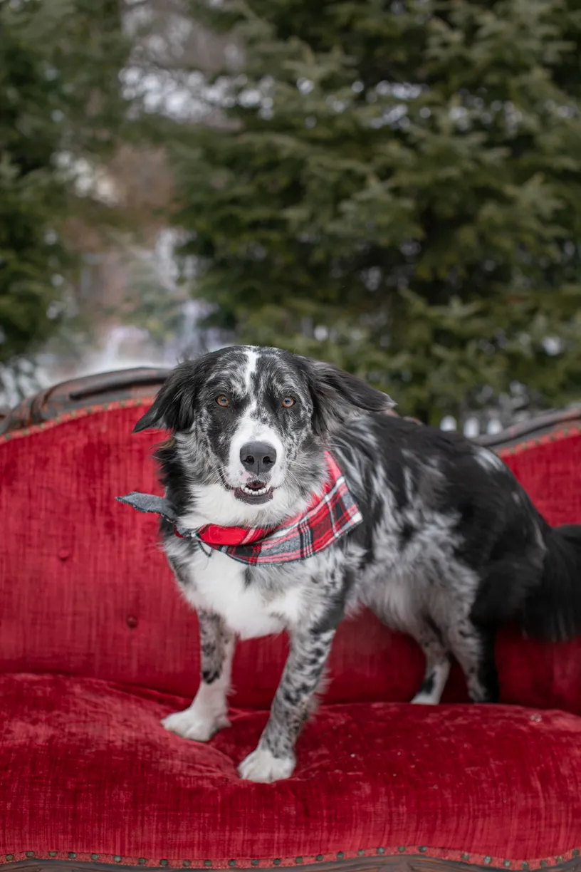 dog on red couch