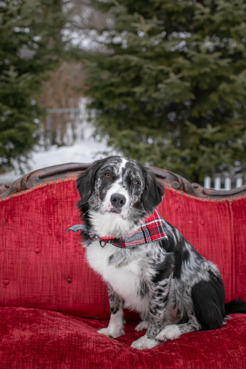 dog sitting on red couch