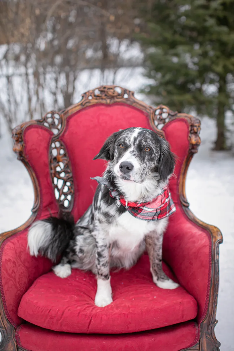 dog in bandana sitting on red chair