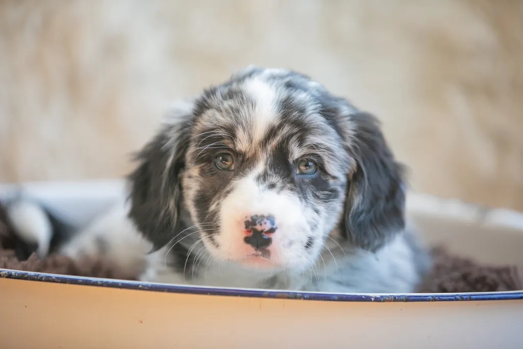 A puppies first year: Chloe, photo 2 of 28
