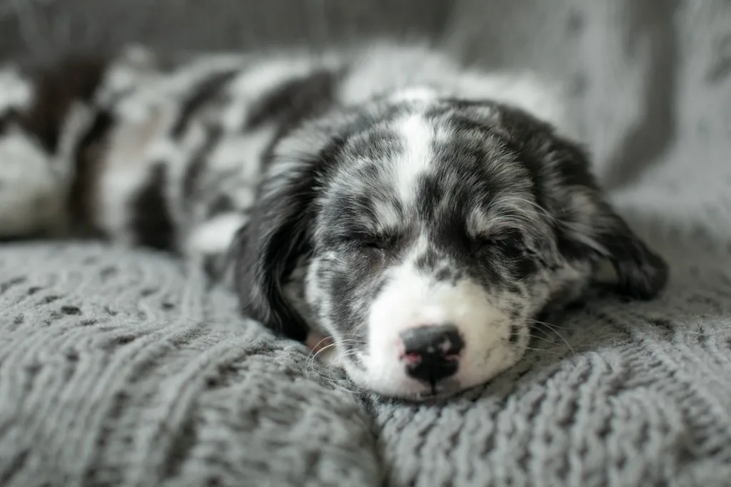 A puppies first year: Chloe, photo 5 of 28
