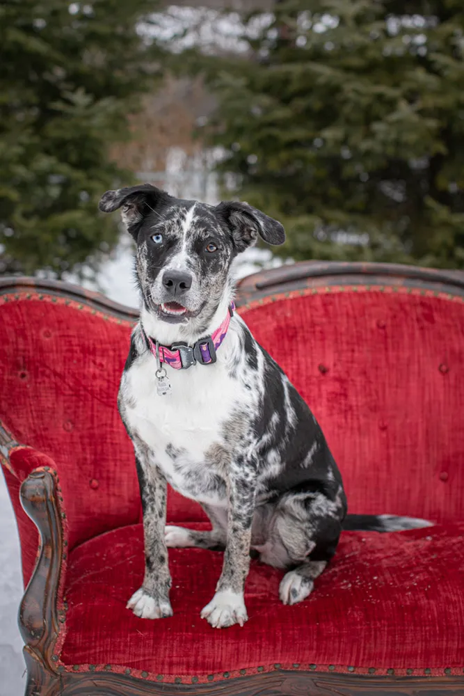 Rescue dog litter birthday party, photo 23 of 26