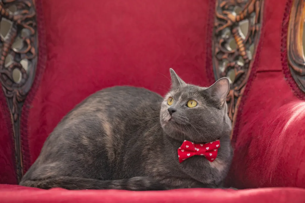 Valentine Minis: Minnesota pet photography, photo 8 of 46