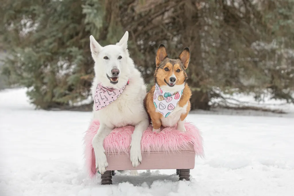 Valentine Minis: Minnesota pet photography, photo 21 of 46
