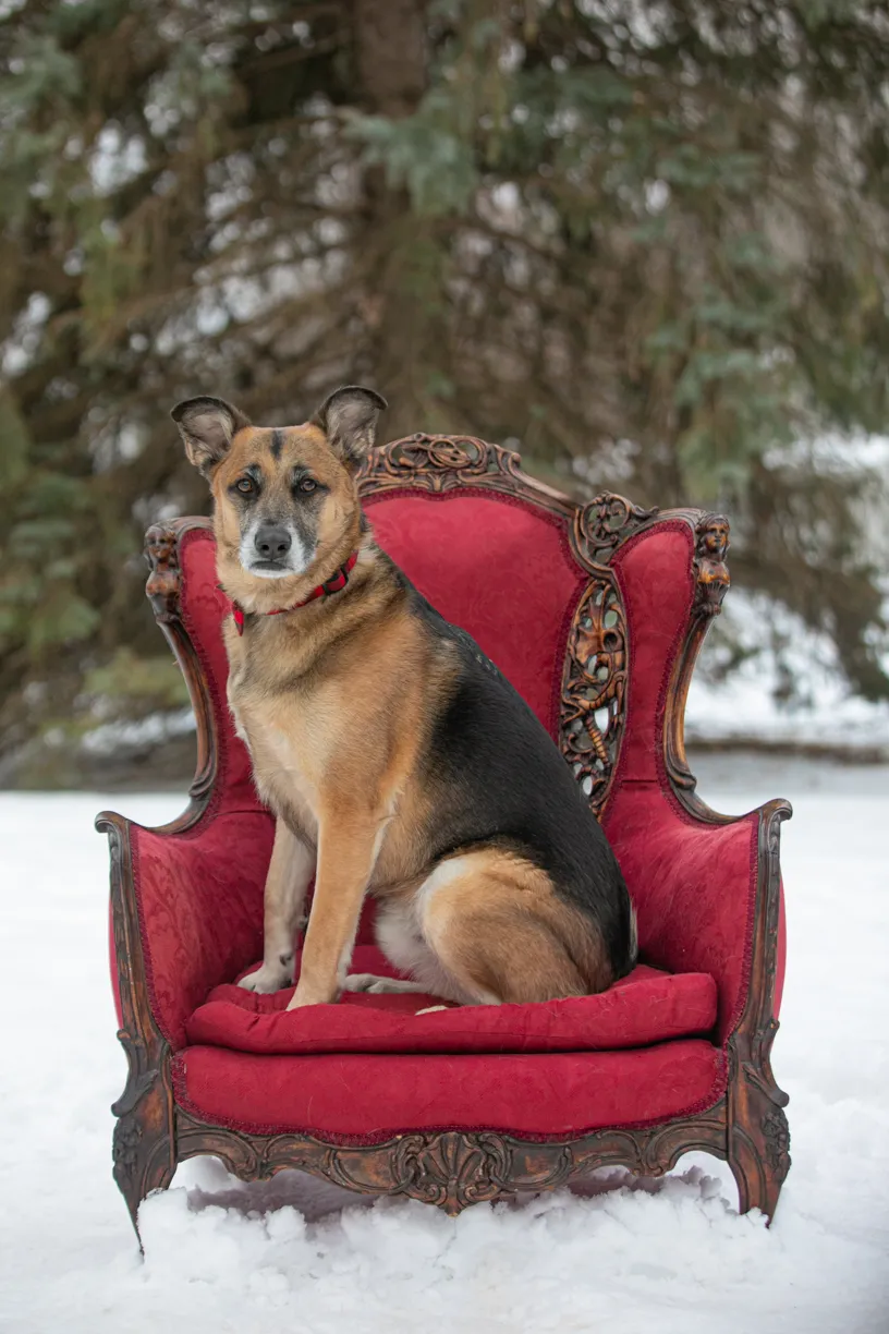 Valentine Minis: Minnesota pet photography, photo 16 of 46