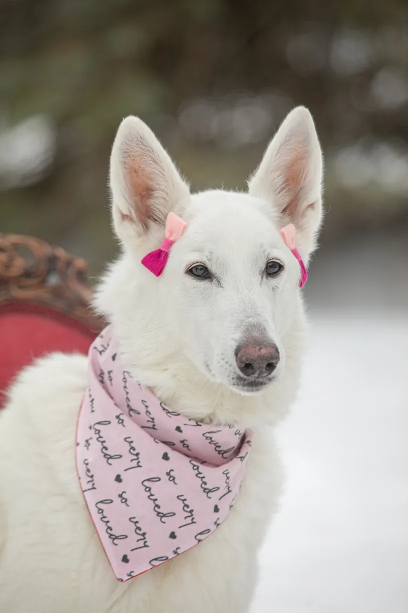 Valentine Minis: Minnesota pet photography, photo 22 of 46
