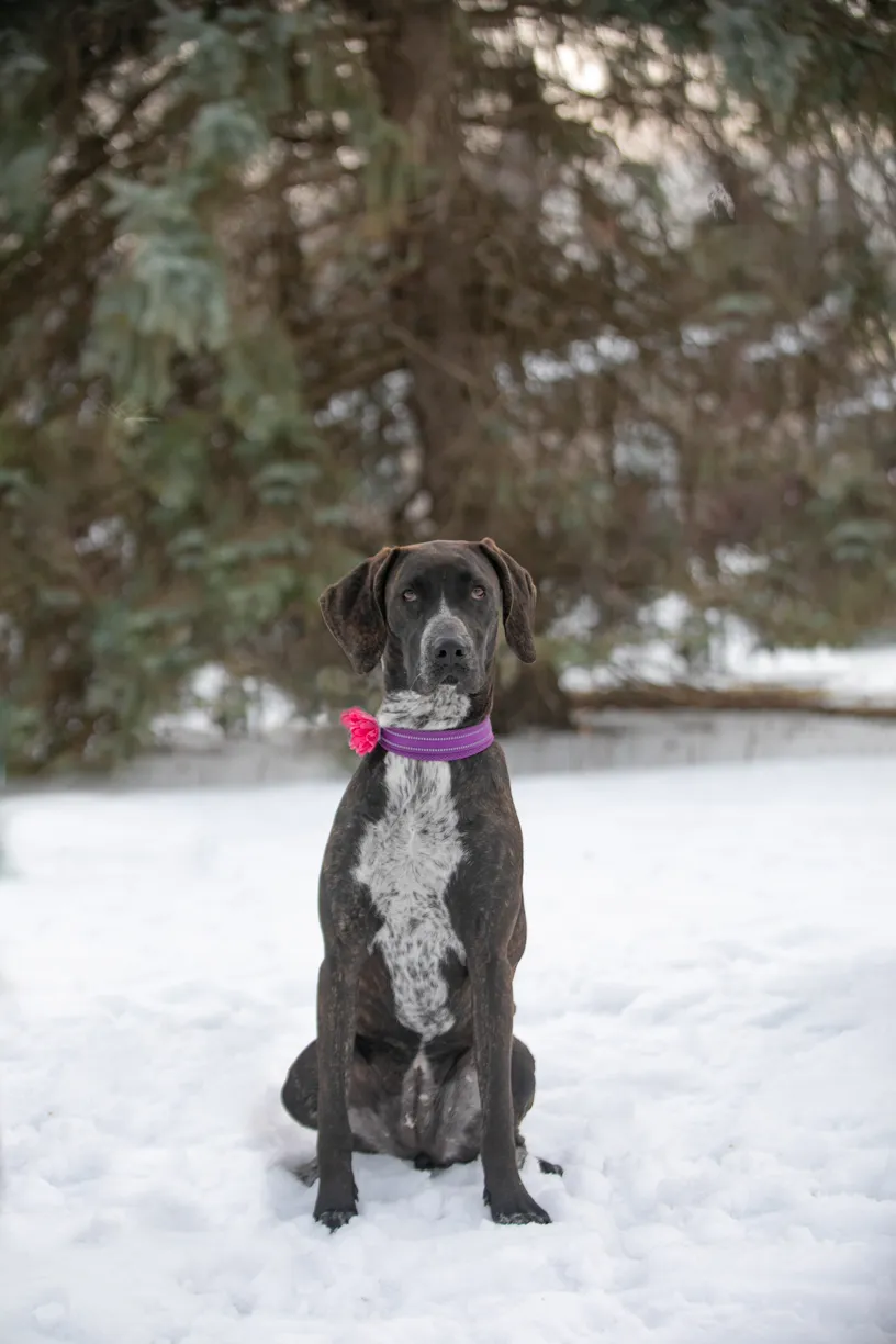 Valentine Minis: Minnesota pet photography, photo 18 of 46