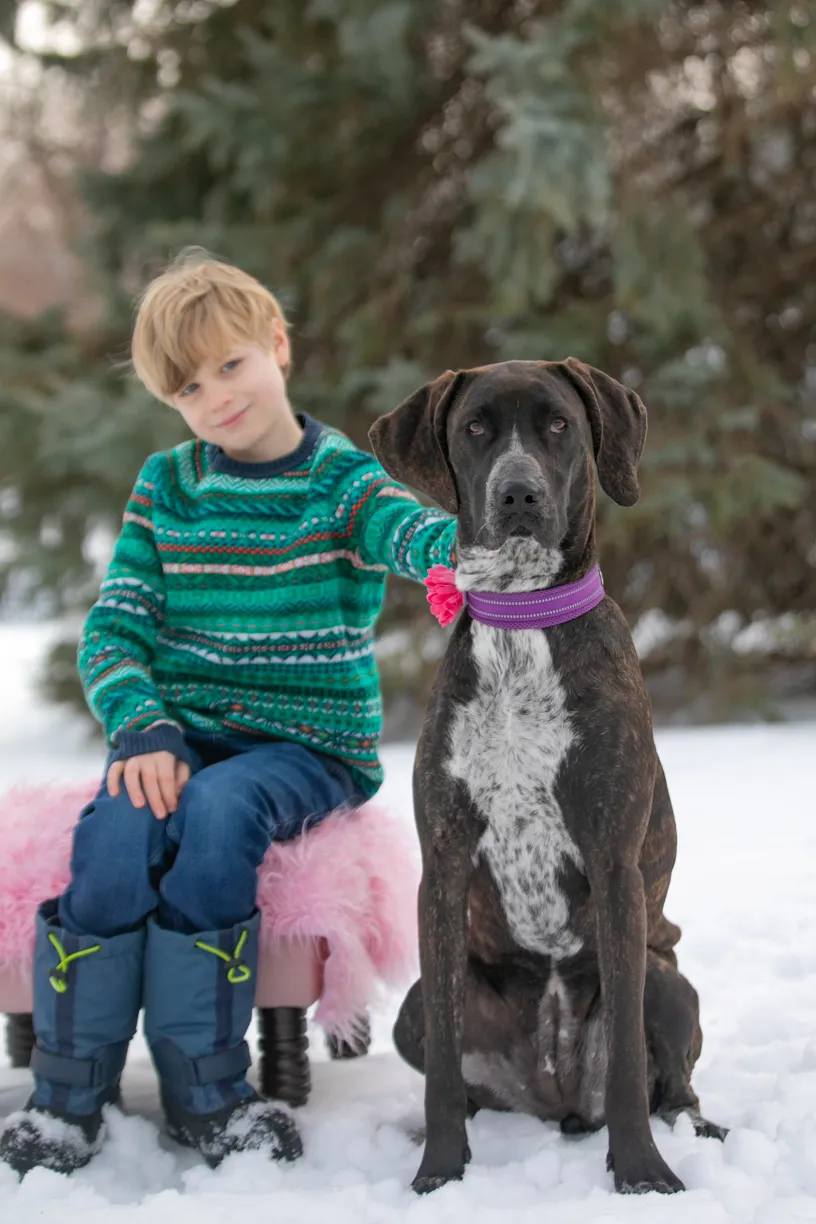 Valentine Minis: Minnesota pet photography, photo 19 of 46