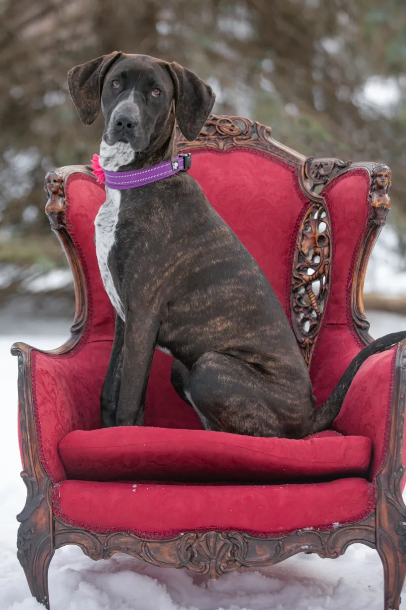 Valentine Minis: Minnesota pet photography, photo 20 of 46