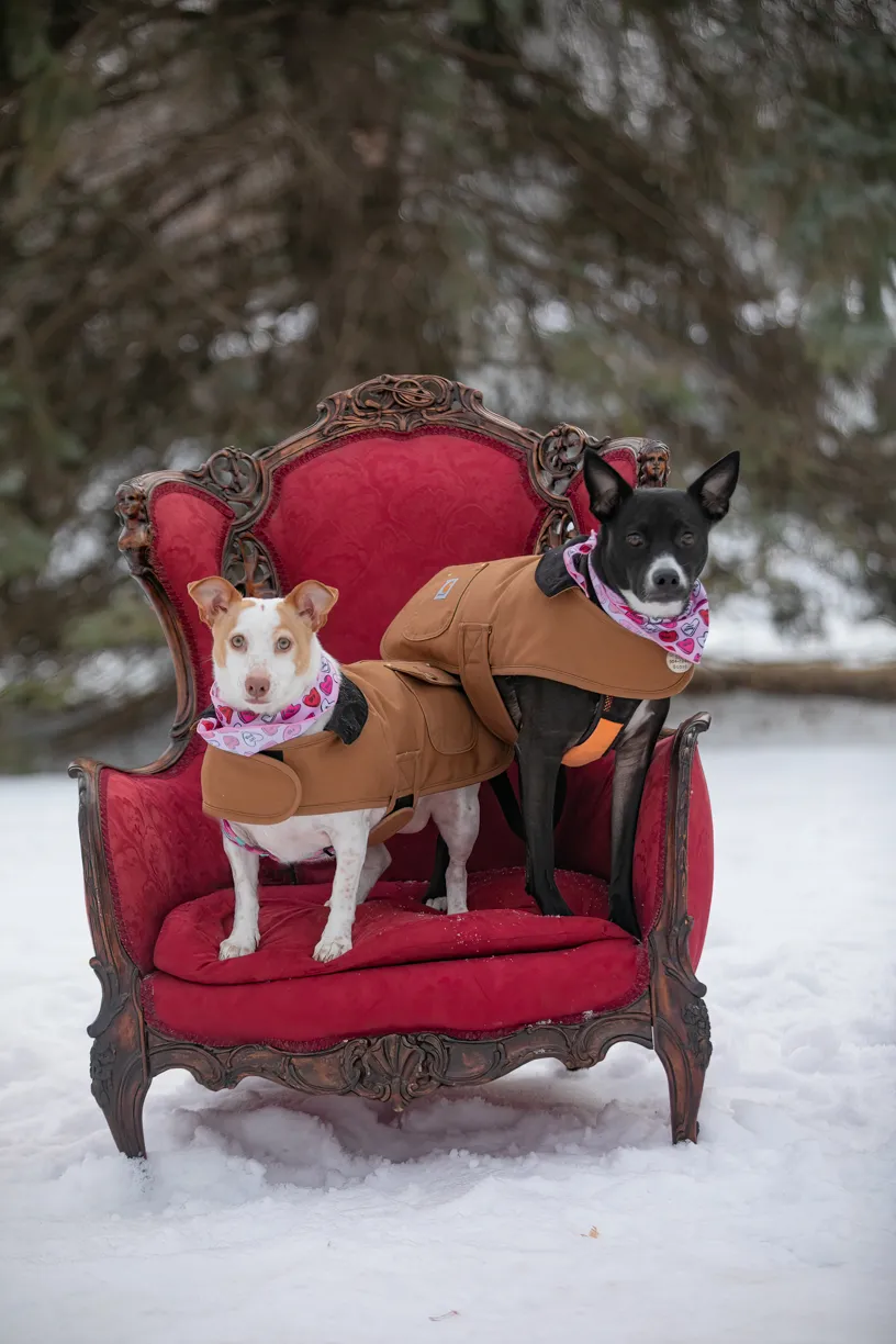 Valentine Minis: Minnesota pet photography, photo 26 of 46