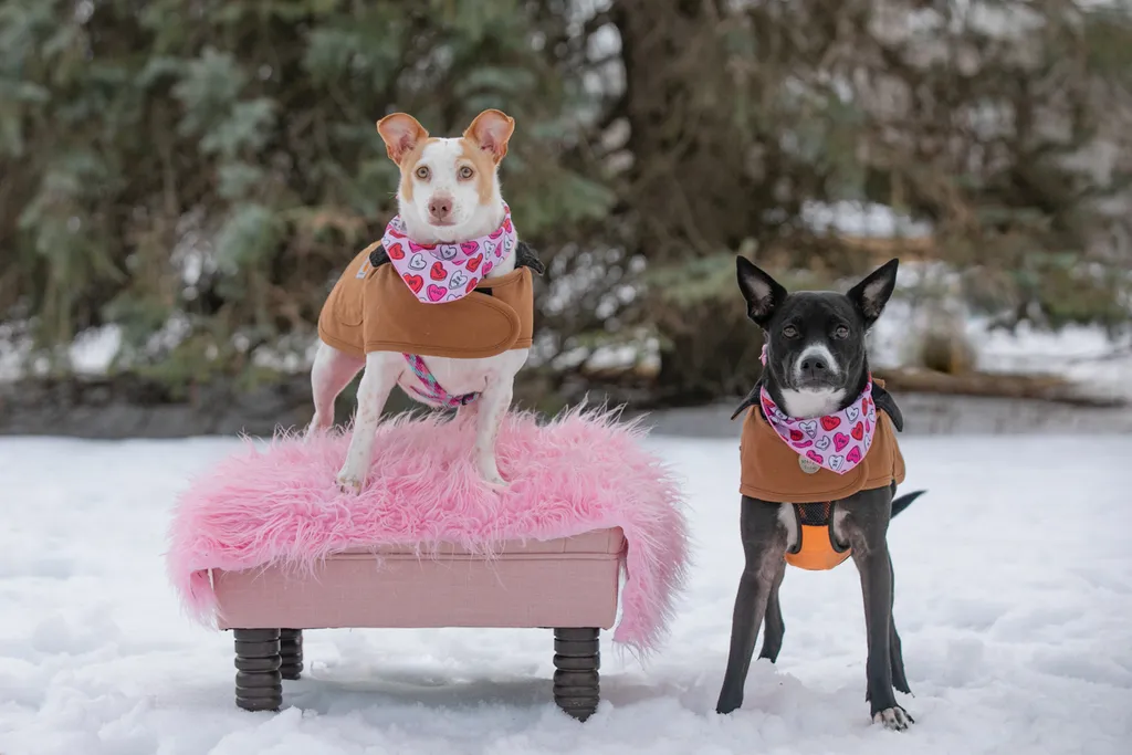 Valentine Minis: Minnesota pet photography, photo 28 of 46