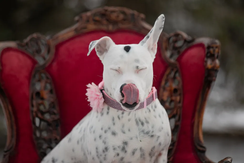 Valentine Minis: Minnesota pet photography, photo 29 of 46