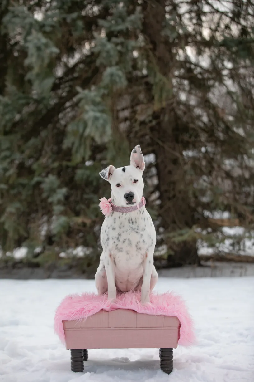 Valentine Minis: Minnesota pet photography, photo 30 of 46